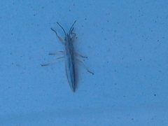 Stenophyella macreta