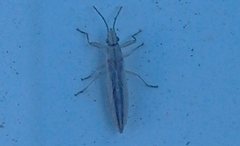 Stenophyella macreta