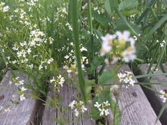 Arabidopsis halleri
