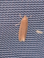 Limnaecia phragmitella