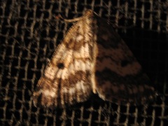 Eufidonia notataria