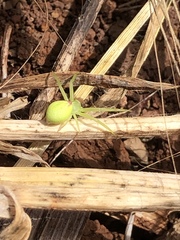 Misumena spinifera