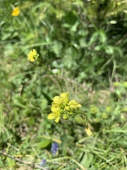 Biscutella laevigata