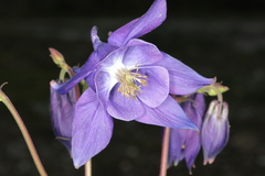 Aquilegia nigricans