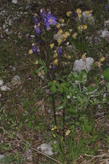 Aquilegia nigricans