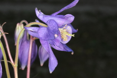 Aquilegia nigricans