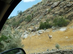 Ovis canadensis nelsoni