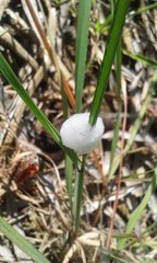 Bathyllus albicinctus