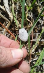 Bathyllus albicinctus