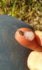 Bathyllus albicinctus