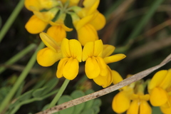 Coronilla vaginalis