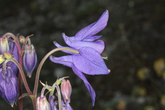 Aquilegia nigricans