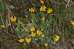 Coronilla vaginalis