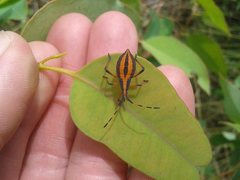 Amorbus bispinus