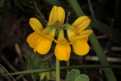 Coronilla vaginalis
