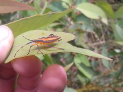 Amorbus bispinus