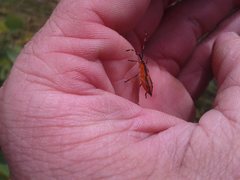 Amorbus bispinus