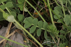 Coronilla vaginalis