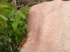 Amorbus bispinus