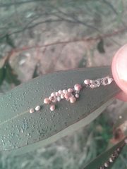 Eriococcus