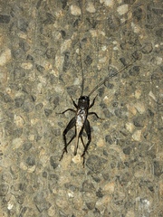 Loxoblemmus equestris