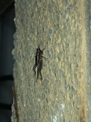 Loxoblemmus equestris