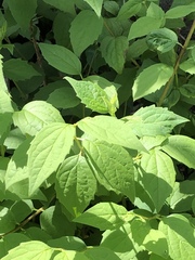 Philadelphus coronarius