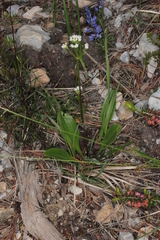 Valeriana saxatilis