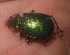 Calosoma schayeri