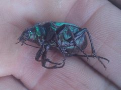 Calosoma schayeri
