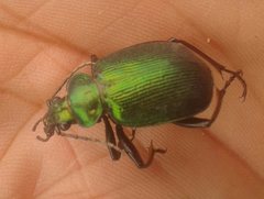 Calosoma schayeri