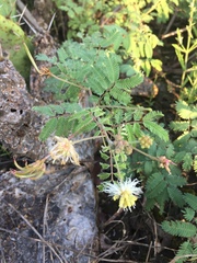 Desmanthus velutinus