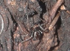 Tharpyna campestrata