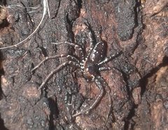 Tharpyna campestrata