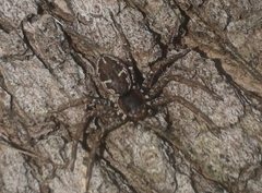 Tharpyna campestrata