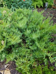 Juniperus