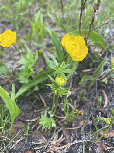 Image of Ranunculus eschscholtzii by no rights reserved