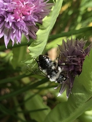 Melecta albifrons
