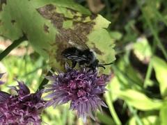 Melecta albifrons