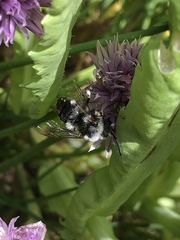 Melecta albifrons