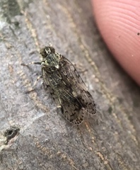 Melanoliarus placitus