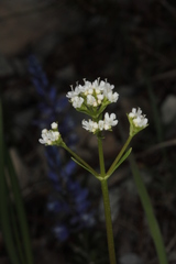 Valeriana saxatilis