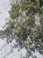 Carpobrotus virescens