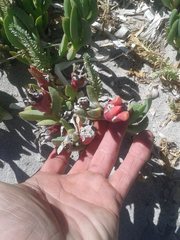 Carpobrotus virescens