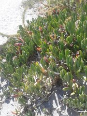 Carpobrotus virescens