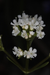 Valeriana saxatilis