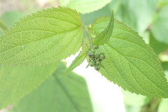 Scrophularia auriculata