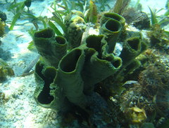 Callyspongia aculeata