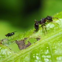 Myrmica punctiventris