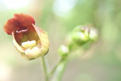 Scrophularia auriculata